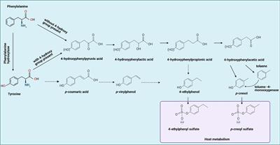 The Role of Bacterial-Derived Aromatic Amino Acids Metabolites Relevant in Autism Spectrum Disorders: A Comprehensive Review